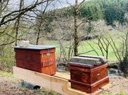 Bienenstock