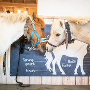 2 Ponys im Aktiv Stall