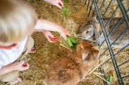 Kinder füttern Hasen im Kleintierbereich