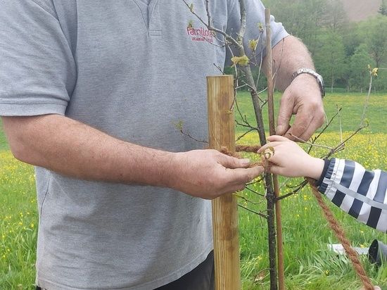 Mann und Kind binden Baum an