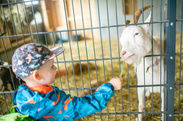 Kind füttert Ziege mit Grashalm