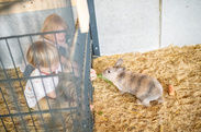 Kinder füttern Hasen im Kleintierbereich