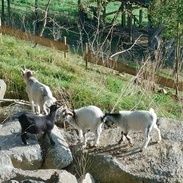 Ziegen auf der Weide mit Pferden im Hintergrund