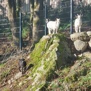 Ziegen auf der Weide
