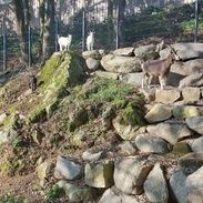 Ziegen auf Steinhaufen