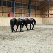 2 Pferde laufen entspannt in der Halle