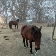 Frontalansicht auf Pferd das an Seil geführt wird