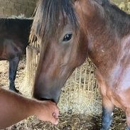 Braunes Pferd schnuppert an ausgestreckter Hand