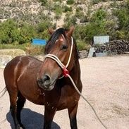 Pferd mit Seilhalfter in der Sonne