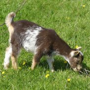 Ziege grast auf Wiese