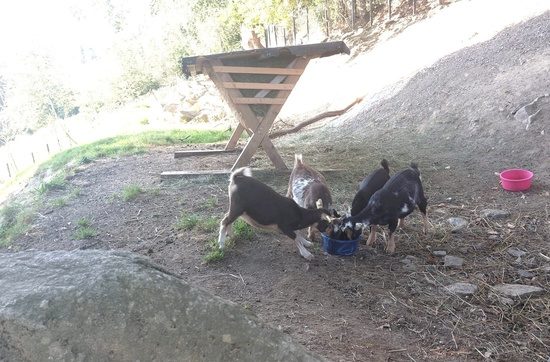 4 Ziegen beim Fressen