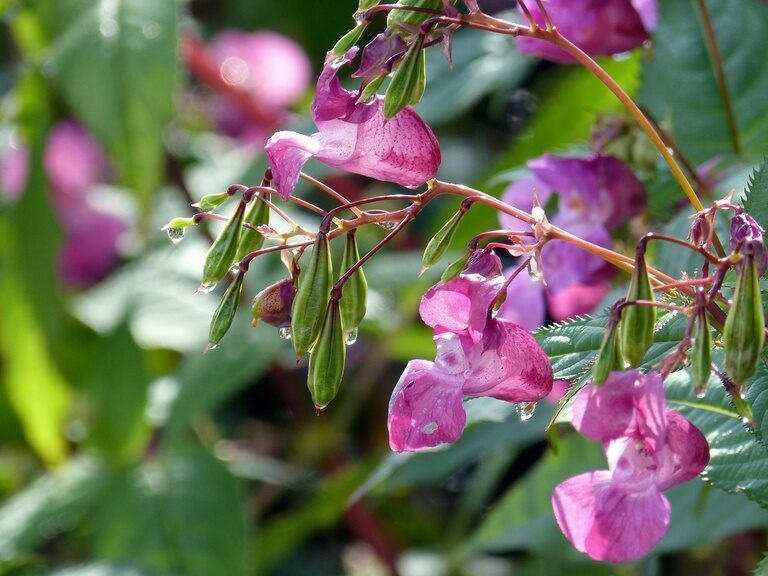 Pflanzen im Landhaus
