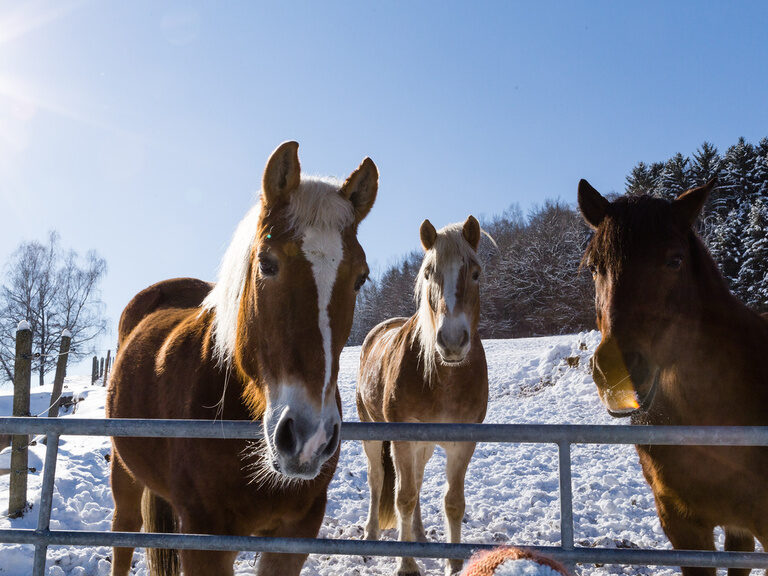 Pferde im Schnee
