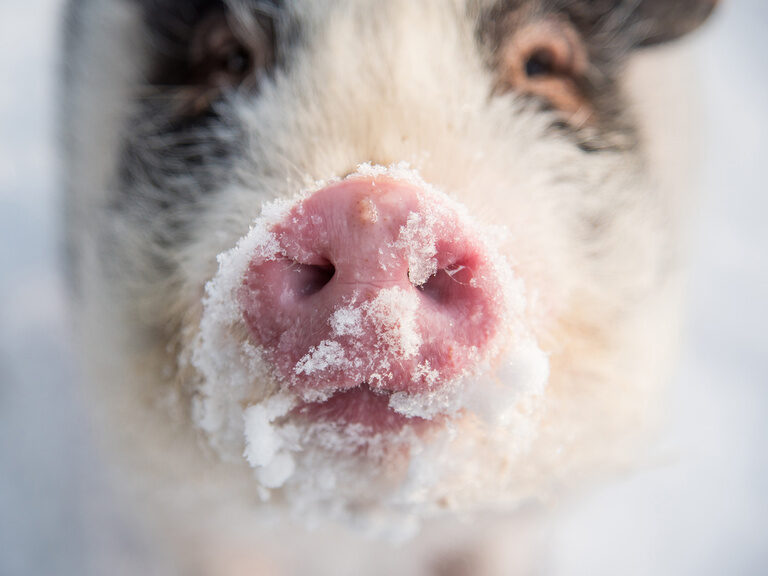 Schwein mit Schnee