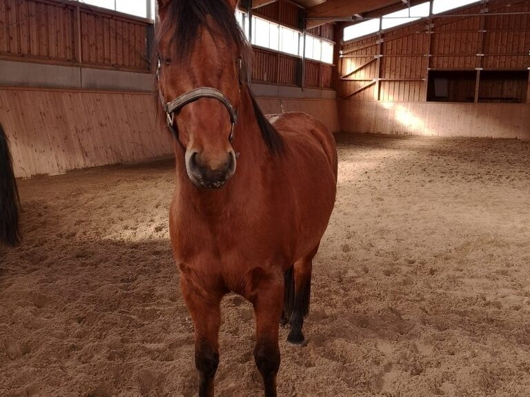 Braunes Pferd in Reithalle