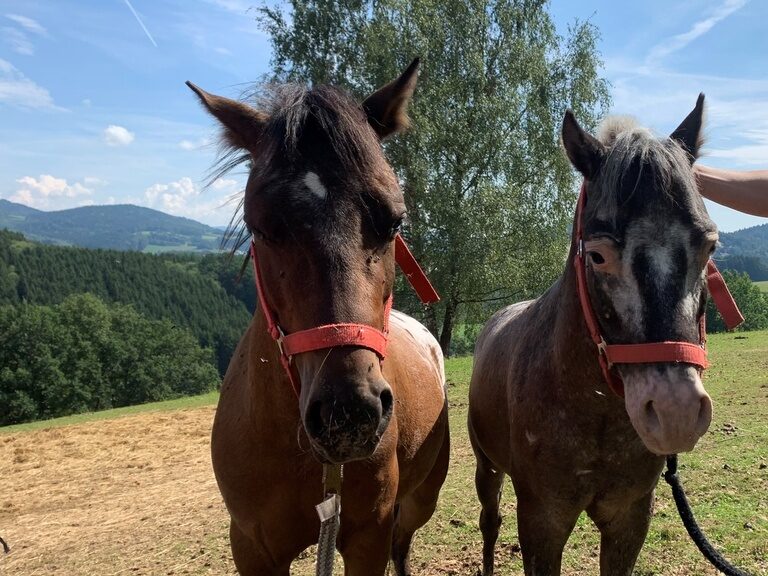 Frontalbild von 2 braunen Pferden