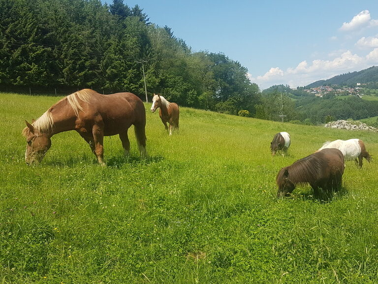 Pferde auf der Weide