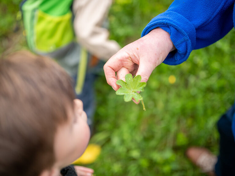 Junge schaut sich Pflanze an