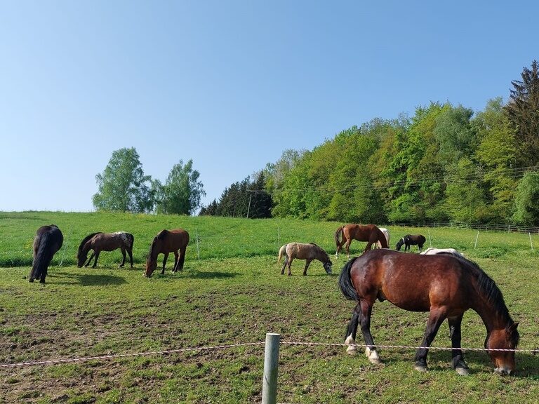 Pferde auf der Weide