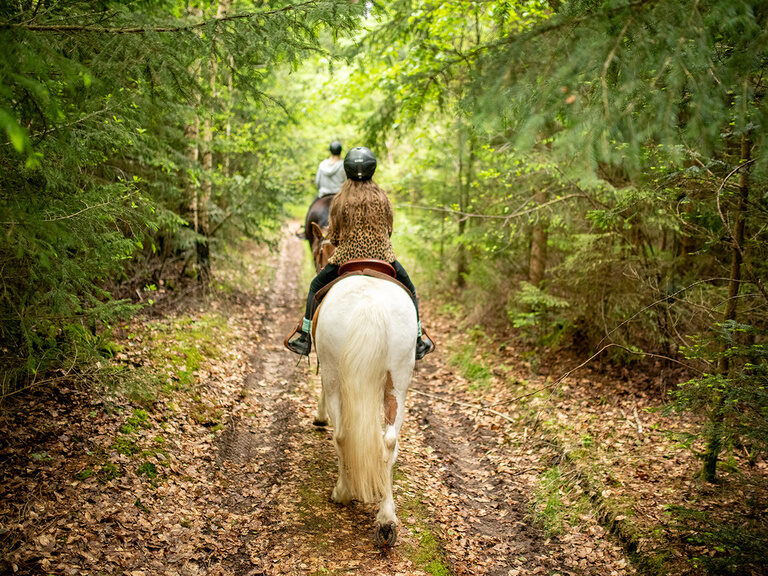 Ausritt durch den Wald