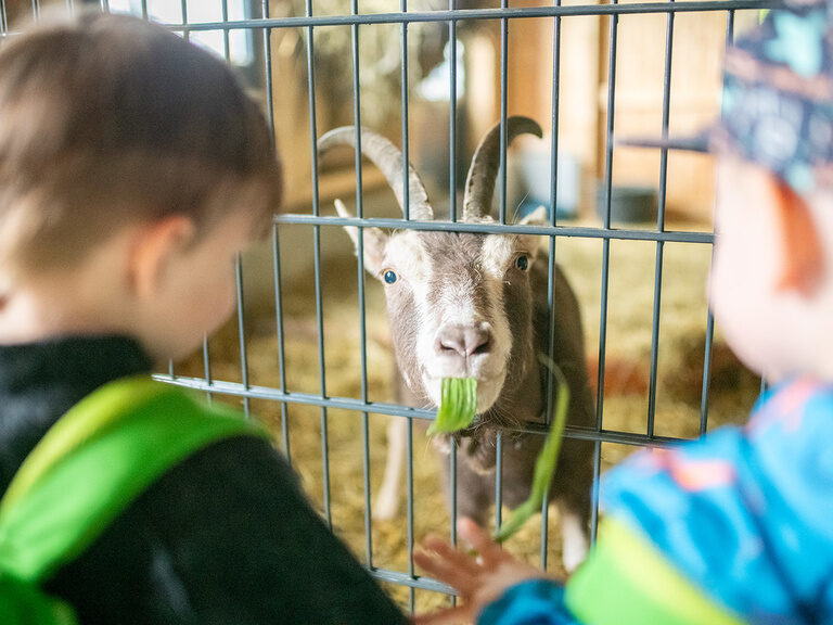 2 Jungs vor einer Ziege im Kleintierbereich