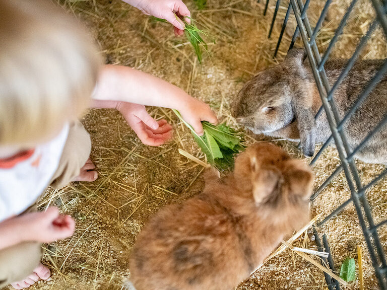 Kinder füttern Hasen im Kleintierbereich