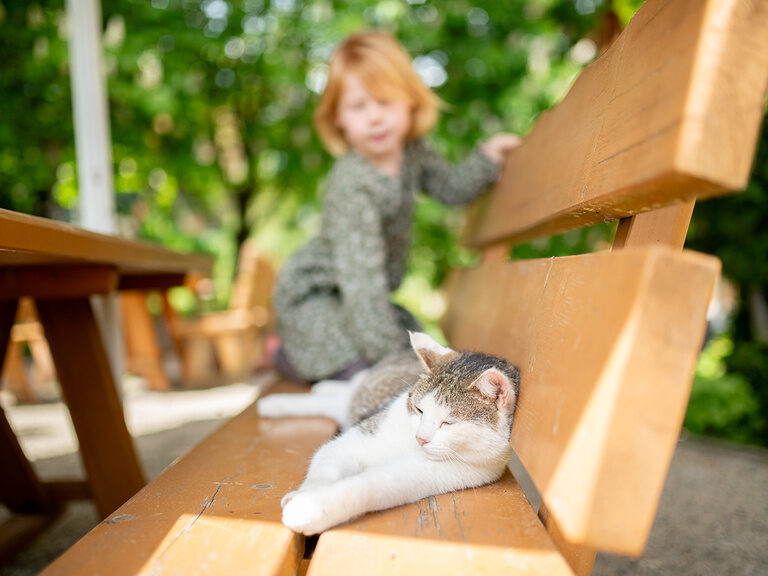 Mädchen streichelt Katze auf Holzbank im Garten