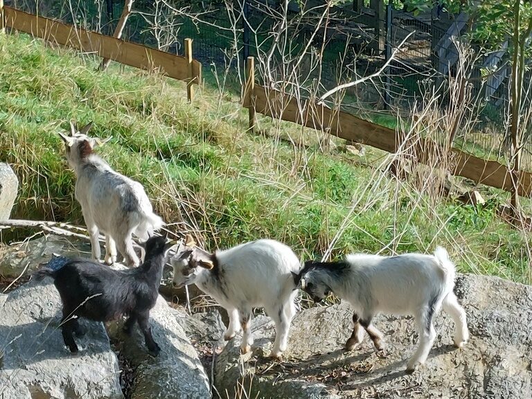Ziegen auf der Weide mit Pferden im Hintergrund