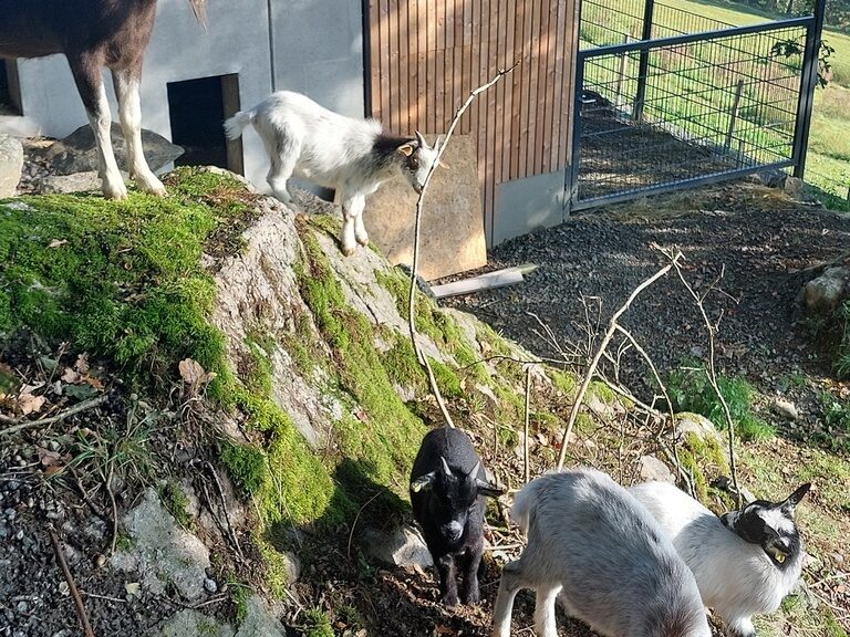 Ziegen auf der Weide von oben fotografiert