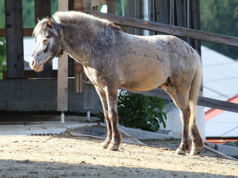 Pferd steht entspannt auf dem Paddock