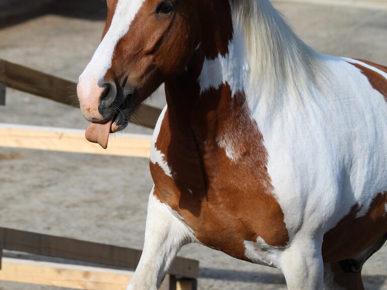 Pferd mit ausgestreckter Zunge