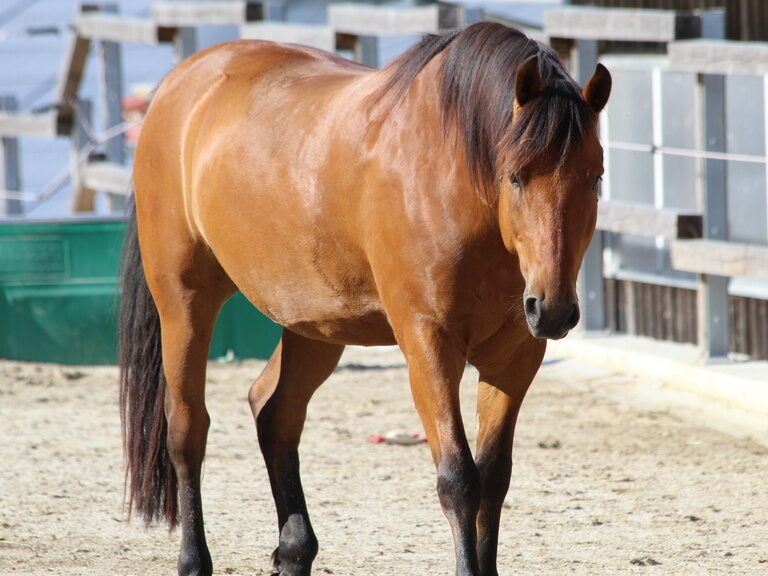 Pferd in der Sonne im Paddock
