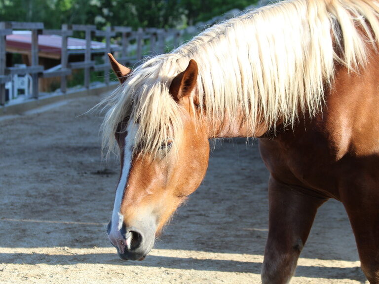 Pferd im Sonnenlicht