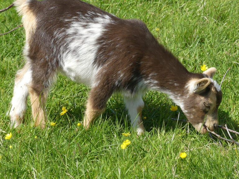 Ziege grast auf Wiese