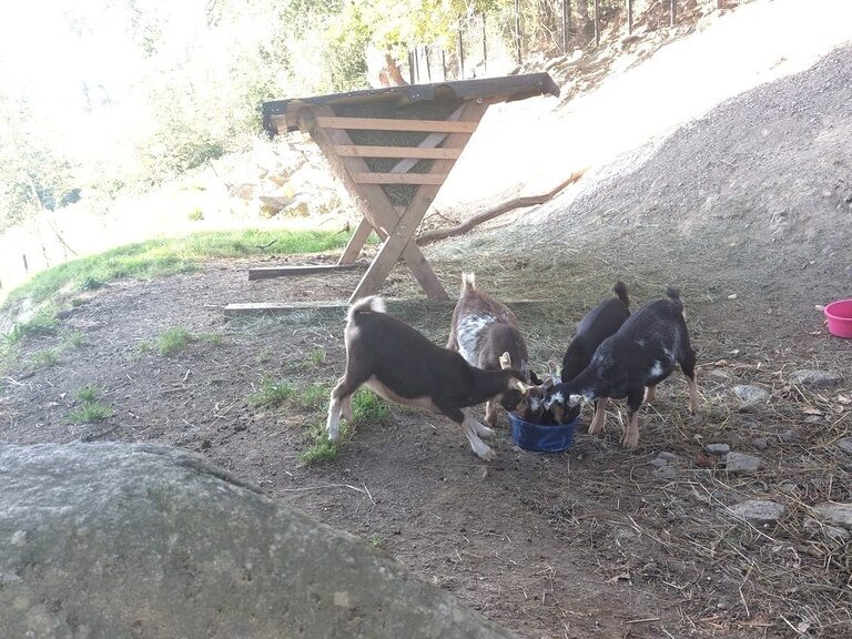 4 Ziegen beim Fressen