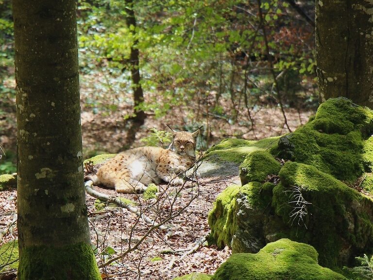 Luchs im Tierfreigehege