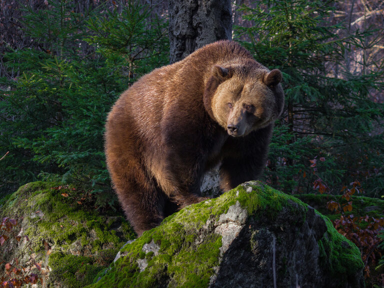 Bär im Tierfreigehege