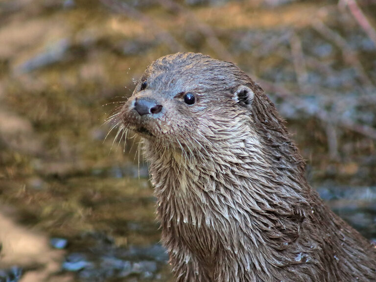 Fischotter im Tierfreigehege