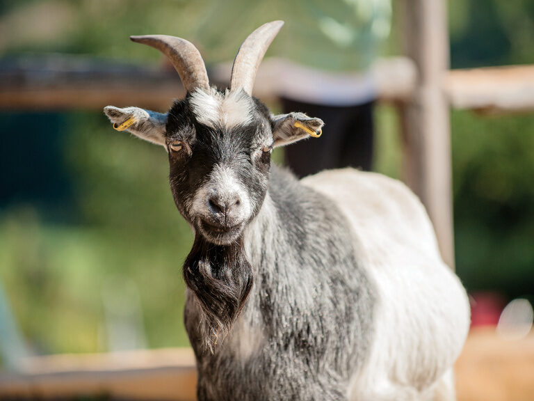 Tiere im Landhaus zur Ohe