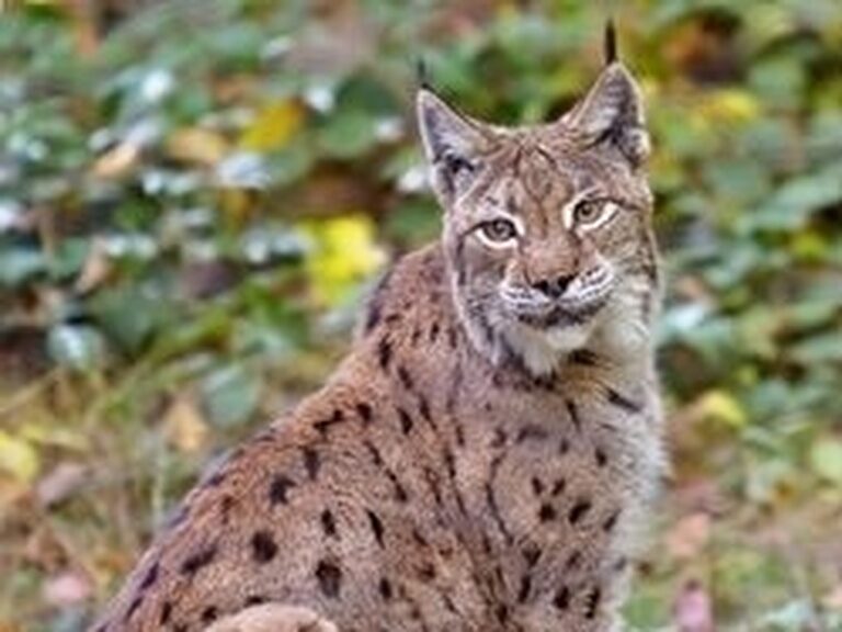 Tierfreigelände im Nationalpark Bayerischer Wald